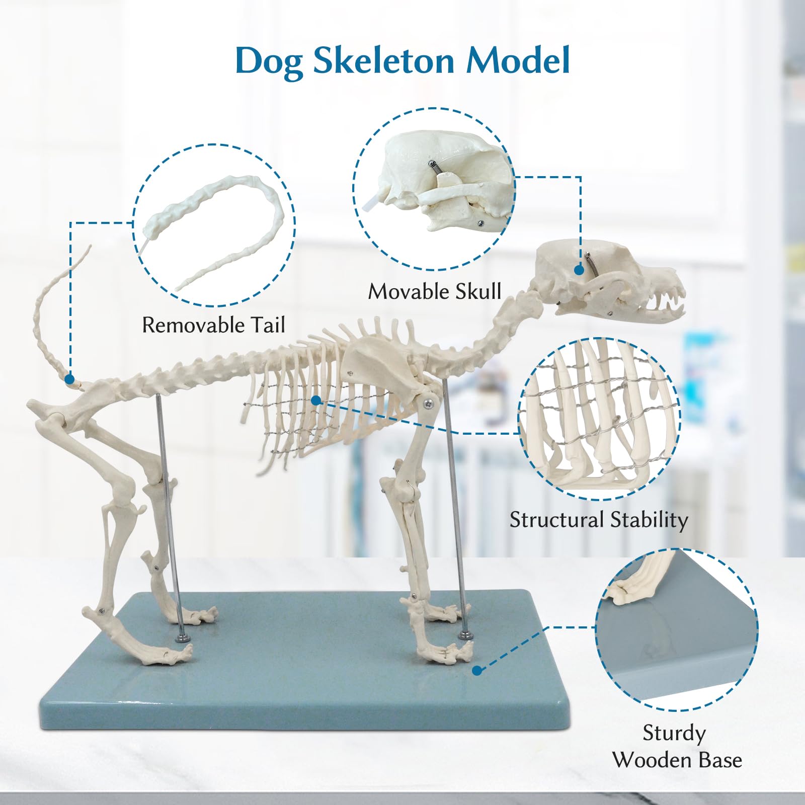 Amazon.co.jp: JNMFTD 犬の骨格解剖学モデル、犬の骨格系 取り外し可能